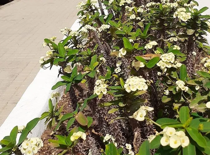 Port Royale Montana *